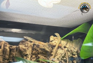 The Ultimate Reptile Lighting Guide: UVB, Basking, and How to Get It Right