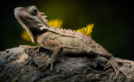 Reptiles Aren't Just for Looking At: How to Keep Your Exotic Pet Happy Reptiles Aren't Just for Looking At: How to Keep Your Exotic Pet Happy
