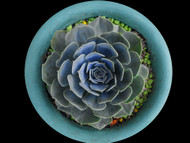 Safe Plants for Decorating Reptile Enclosures Safe Plants for Decorating Reptile Enclosures