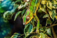 Selecting the Right Reptile Habitat Décor Selecting the Right Reptile Habitat Décor