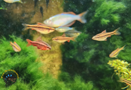 Setting Up Your First Freshwater Aquarium (Step-by-Step)