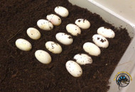 Should You Breed Your Reptile? An Honest Look at Cost, Ethics, and What Actually Happens