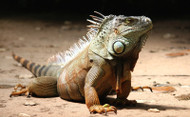 Should You Keep Your Exotic Pet Outside? Should You Keep Your Exotic Pet Outside?