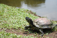 Should You Keep Your Aquatic Turtle Outdoors? Should You Keep Your Aquatic Turtle Outdoors?
