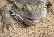 10 Signs Your Reptile Is Sick: What to Watch For and When to See a Vet