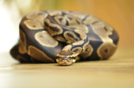 Snake Adaptations that Prove They're the Coolest Pet  Snake Adaptations that Prove They're the Coolest Pet