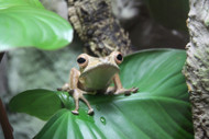So What Upkeep Does a Bioactive Terrarium Require? So What Upkeep Does a Bioactive Terrarium Require?