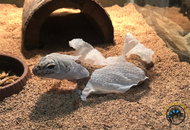 Stuck Shed: How to Help Your Reptile Shed Safely