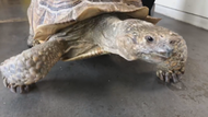 Sulcata Tortoises Need a Lot of Room — Moving Our Male Sulcata to His New Enclosure Sulcata Tortoises Need a Lot of Room — Moving Our Male Sulcata to His New Enclosure