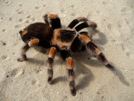 Tarantula 101: What to Know Before Buying a Spider Tarantula 101: What to Know Before Buying a Spider