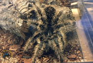 Tarantula Care Guide: Setup, Feeding, and Handling