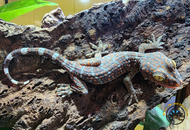 The 72-Hour Survival Protocol of New Reptiles