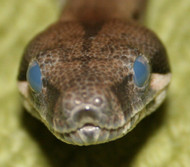 The Completely Common Reason Behind Your Snake's Cloudy Eyes The Completely Common Reason Behind Your Snake's Cloudy Eyes