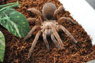 The Quick and Easy Way to Set Up a Tarantula Terrarium
