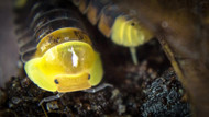 These Isopods are So Cute! These Isopods are So Cute!