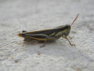 Tips for Breeding Your Own Feeder Insects Tips for Breeding Your Own Feeder Insects