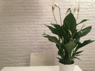 Top 4 Plants for Purifying Indoor Air Top 4 Plants for Purifying Indoor Air