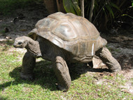 Top 5 Misconceptions About Keeping a Tortoise Top 5 Misconceptions About Keeping a Tortoise