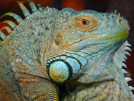 Top 5 Mistakes People Make When Getting an Exotic Pet Top 5 Mistakes People Make When Getting an Exotic Pet