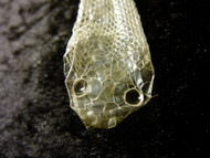 Top Methods to Help Your Reptile through Shedding  Top Methods to Help Your Reptile through Shedding