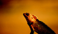 Troubleshooting Your Beardie's Diet Troubleshooting Your Beardie's Diet