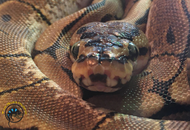 Troubleshooting Your Picky Ball Python (Step-by-Step)