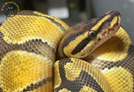 Ball Python Care: Enclosure, Feeding, and Health Guide