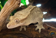 Crested Gecko Care: Enclosure, Diet, and Humidity Guide