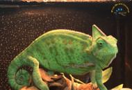 Veiled Chameleon Care: Why These Stunning Reptiles Aren't as Hard as You Think