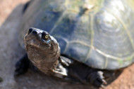 Want to Know the Difference Between a Turtle and a Tortoise? Want to Know the Difference Between a Turtle and a Tortoise?