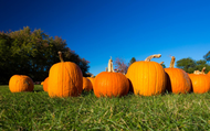 We're Having Our 3rd Annual Pumpkin Patch Event We're Having Our 3rd Annual Pumpkin Patch Event