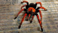 What Are Tarantula Book Lungs? What Are Tarantula Book Lungs?