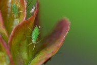 What Can I Do to Prevent Pests in My Grow Room? What Can I Do to Prevent Pests in My Grow Room?