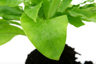 What Does Foliar Spray Do, and Do You Need It? What Does Foliar Spray Do, and Do You Need It?