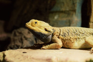 What Lizard Owners Need to Know about Metabolic Bone Disease What Lizard Owners Need to Know about Metabolic Bone Disease