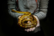 What to Do if You Can't Take Care of Your Exotic Pet  What to Do if You Can't Take Care of Your Exotic Pet