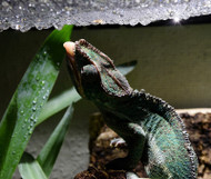 What to Do If You Want to Go on Vacation and Have a House Full of Exotic Pets What to Do If You Want to Go on Vacation and Have a House Full of Exotic Pets