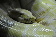 What to Do If Your Reptile or Amphibian is Overweight What to Do If Your Reptile or Amphibian is Overweight