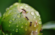 What to Do When You Find Ants in Indoor Plants What to Do When You Find Ants in Indoor Plants