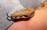 What to Do When Your Pet Snake Bites You What to Do When Your Pet Snake Bites You