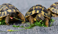 What to Do When Your Picky Tortoise Won't Eat Pellet Food What to Do When Your Picky Tortoise Won't Eat Pellet Food