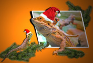 ​What to Know Before Buying an Exotic Pet for Christmas