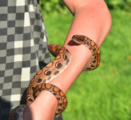 What to Know Before You Board Your Reptile What to Know Before You Board Your Reptile