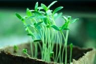 What You Need to Know about Micronutrients for Your Indoor Garden What You Need to Know about Micronutrients for Your Indoor Garden