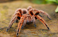 What You Really Want in a Tarantula Terrarium What You Really Want in a Tarantula Terrarium