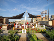 Where to Find Urban Farms in STL Where to Find Urban Farms in STL