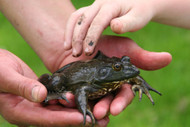 Why Having an Exotic Pet is Good for Kids Why Having an Exotic Pet is Good for Kids