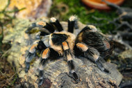 Why Won't My Tarantula Eat? Why Won't My Tarantula Eat?