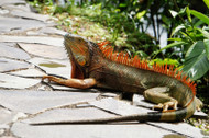 Wire Light Fixtures vs. Dome Light Fixtures for Reptiles, and Everything Else You Need to Know about UV Wire Light Fixtures vs. Dome Light Fixtures for Reptiles, and Everything Else You Need to Know about UV