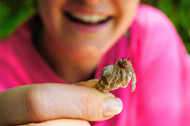 You Won't Get Pinched Every Time You Hold Your Hermit Crab...If You Know How to Do It Right You Won't Get Pinched Every Time You Hold Your Hermit Crab...If You Know How to Do It Right